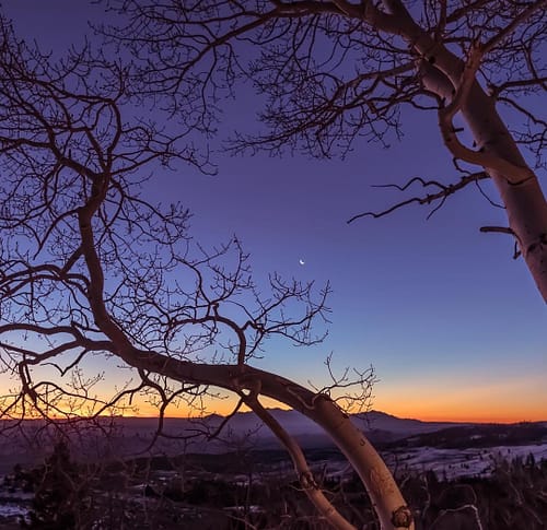 Unusually shaped trees frame a half moon as the sun rises at Capitol Reef National Park in Utah