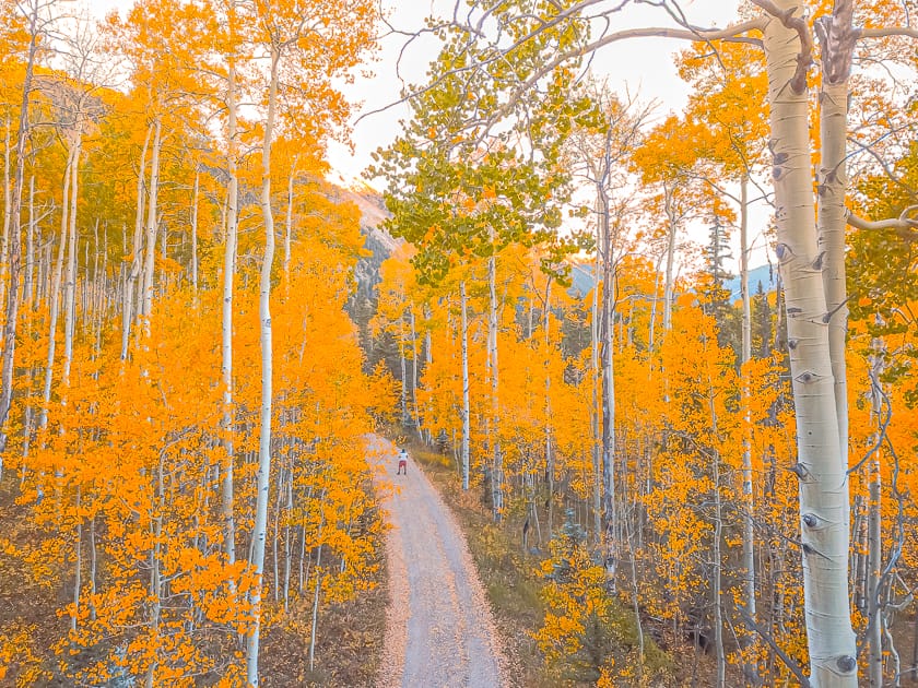 A man stands on a roadway path in Colorado near a forest full of aspen trees with bright yellow leaves during peak fall foliage season in the Rocky Mountains of Aspen, Colorado